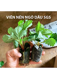 Viên Nén Xơ Dừa Trồng Ngó Dâu Thông Minh SGS (set 100 viên) đã bao gồm phân bón hữu cơ cho cây phát triển tốt trong 30 ngày