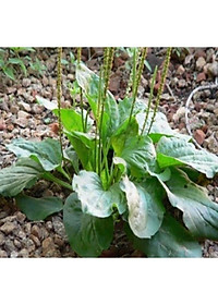 cây mã đề phơi khô túi 1kg