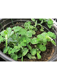 Hạt Giống Đậu Hà Lan 50 Gram Rạng Đông