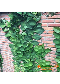 Cây tắc kè thái - cây cảnh vườn + tặng phân bón cho cây