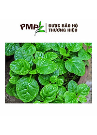 Hạt Giống Rau Mồng Tơi PMP 10g