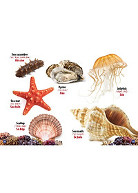 Sách - Từ Điển Bằng Hình Thế Giới Động Vật - Động Vật Dưới Nước - Thế Giới Loài Chim (Bộ 3 Cuốn)