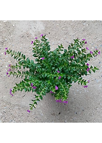  Cây cẩm tú mai nhiều thân nhánh xum xuê phù hợp trồng trang trí  cảnh quan, sân vườn và công viên