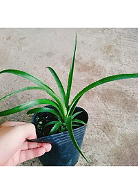 Cây dứa kiểng - cây thơm baby + tặng phân bón