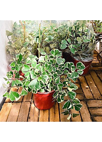 Cây bàng cẩm thạch - cây cảnh để bàn + tặng phân bón cho cây