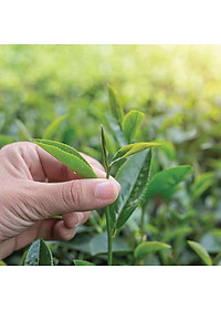 Trà Sen Dalatfarm - Hộp 110Gr