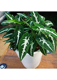 Trầu Bà Nhung - cây cảnh để bàn + Tặng phân bón cho cây mau lớn