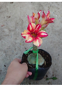 Cây Hoa Sứ Thái Ghép (giao màu ngẫu nhiên)