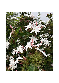 Cây nguyệt quế leo - cây cảnh vườn + tặng phân bón cho cây