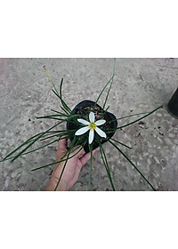 Cây huệ mưa (trắng) - cây cảnh vườn + tặng phân bón cho cây