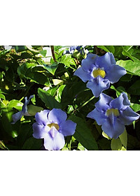 Cây Hoa Cát Đằng (dây leo) - cây cảnh vườn + tặng phân bón cho cây