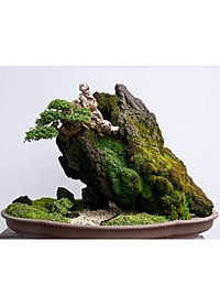 Rêu dùng cho bán cạn, tiểu cảnh (rêu nhung, trác bá, đầu trắng, weeping...)