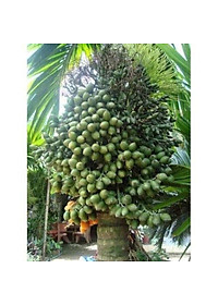 product-img-1