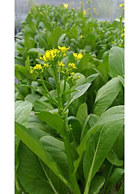  HẠT GIỐNG Rau Cải NGỌT BÔNG ĂN NON RADO 308- SIÊU NGỌT. SIÊU NÃY MẦM, THU HOẠCH SỚM