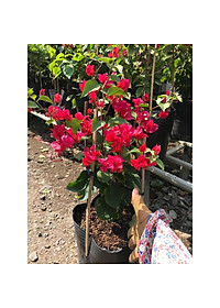 Cây bông giấy đỏ - cây cảnh vườn + Tặng phân bón cho cây