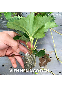 Viên Nén Xơ Dừa Trồng Ngó Dâu Thông Minh SGS (set 100 viên) đã bao gồm phân bón hữu cơ cho cây phát triển tốt trong 30 ngày