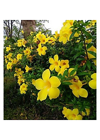 Cây Huỳnh Anh Vàng - cây cảnh vườn + Tặng phân bón cho cây mau lớn