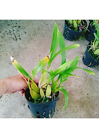 Lan Vũ Nữ - cây cảnh trong nhà + tặng phân bón cho cây mau lớn