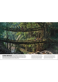 Trees, Leaves, Flowers And Seeds: A Visual Encyclopedia Of The Plant Kingdom