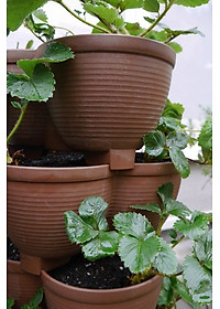 Chậu trồng cây cảnh 03 khoang Yamada 4L làm từ nhựa PP cao cấp cứng cáp, độ bền cao - nội địa Nhật Bản