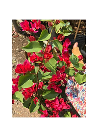 Cây bông giấy đỏ - cây cảnh vườn + Tặng phân bón cho cây