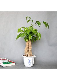product-img-2