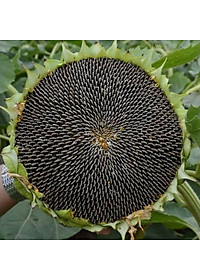 Hạt hướng dương Martin rang muối 100g