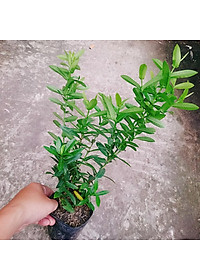 Mẫu đơn ngũ sắc - cây cảnh để bàn + tặng phân bón cho cây