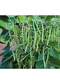 Hạt Giống Đậu Cove Cao Sản RADO 557 - 20gr - Dạng trái thẳng dài, màu xanh mỡ, bóng đẹp, ăn rất ngon và ngọt