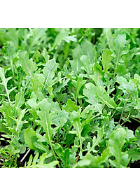 Hạt giống rau thơm Wild Rocket lá nhỏ VTS125