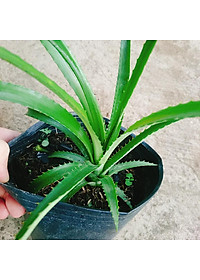 Cây dứa kiểng - cây thơm baby + tặng phân bón