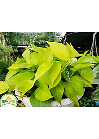 Cây trầu bà vàng - cây cảnh để trong nhà + tặng phân bón cho cây