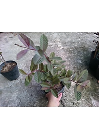 Cây ổi tím Malaysia - cây ăn quả + tặng phân bón cho cây