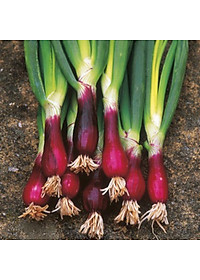 Hạt giống hành lá gốc tím cao sản VTS123