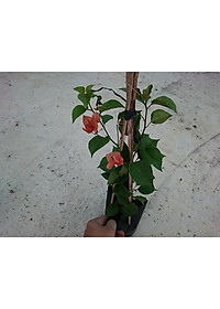 Cây Bông Giấy Cam - cây cảnh vườn + tặng phân bón cho cây