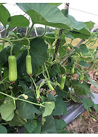 HẠT GIỐNG BẦU SAO LAI F1 RADO 26- NÃY MẦM CỰC CHUẦN, SIÊU TRÁI