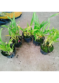 Lan Vũ Nữ - cây cảnh trong nhà + tặng phân bón cho cây mau lớn