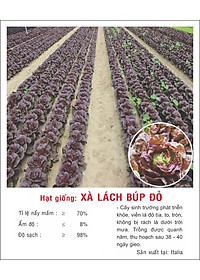Hạt giống Xà lách búp đỏ chịu nhiệt VTP137
