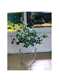 Cây bàng cẩm thạch - cây cảnh để bàn + tặng phân bón cho cây