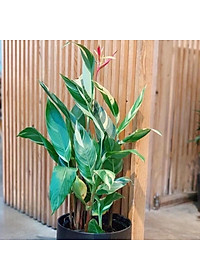 Cây Chuối Thiên Điểu - Chuối Cẩm Thạch (loại siêu bông) - cây cảnh để trong nhà + tặng phân bón cho cây