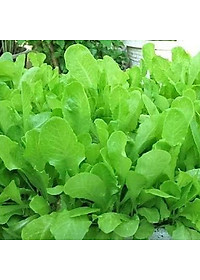 Hạt giống xà lách ăn non baby VTP119