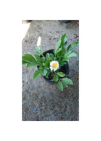 Cây Nguyệt Quế Thái - Cây cảnh để trong nhà + Tặng phân bón cho cây mau lớn