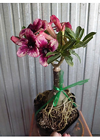 Cây Sứ Thái Kép Hoa Tím - cây cảnh để trong nhà + tặng phân bón cho cây