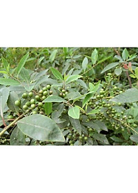 Tiêu rừng Kon Tum ( màng tang) hút chân không