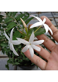 Cây nguyệt quế leo - cây cảnh vườn + tặng phân bón cho cây