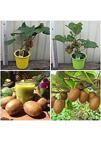 CÂY GIỐNG KIWI LEO GIÀN RUỘT VÀNG DÒNG QUẢ SỚM