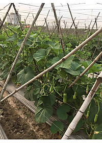 HẠT GIỐNG BẦU SAO LAI F1 RADO 26- NÃY MẦM CỰC CHUẦN, SIÊU TRÁI