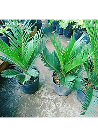 Cây Thiên Tuế - cây cảnh để bàn + tặng phân bón cho cây mau lớn