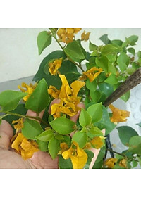Cây Bông Giấy Vàng - cây cảnh vườn + tặng phân bón cho cây