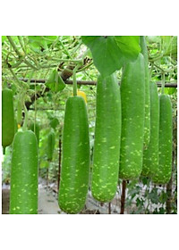 Hạt Giống Bầu Sao Lai F1 Rado 26 Rạng Đông (gói 10 hạt) , Sinh trưởng Mạnh, Kháng Bệnh Tốt, Thu sau 40_45 ngày Gieo